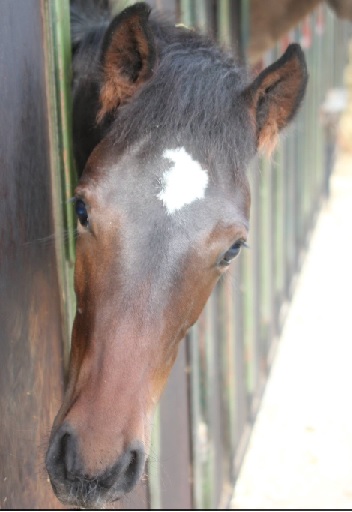 foal7